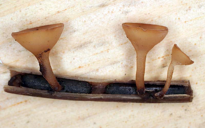 Sclerotinia veratri